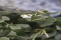 Christolea crassifolia